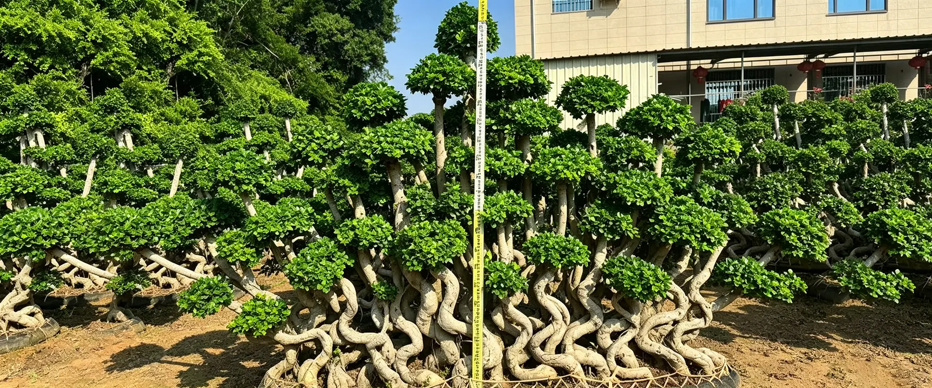 China Evergreen Shade Tree Supplier