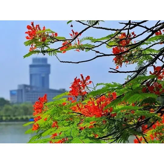Kepiye Royal Poinciana Nggawe Lanskap Tropis sing Apik?