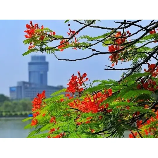 Napa Container-Grown Royal Poinciana Liners Nggedhekake Sukses Lanskap?