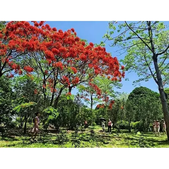 Kepiye Wit Poinciana Royal Pot Nggedhekake Tekan Pasar kanggo Grosir Tanduran?