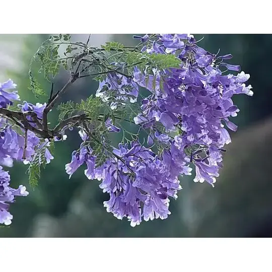 Kepiye Wit Jacaranda Nggawe Lanskap sing nggumunake lan Kaendahan Langgeng?