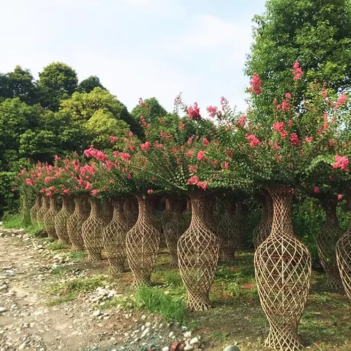 Pohon Bonsai Crape Myrtle