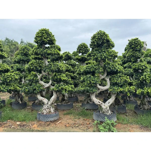 Wit Jalan Ficus Microcarpa
