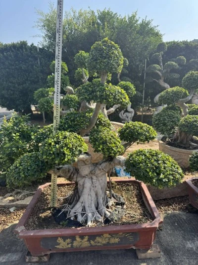 Ficus Microcarpa Liners
