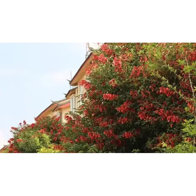 Spesimen Cockscomb Coral Tree