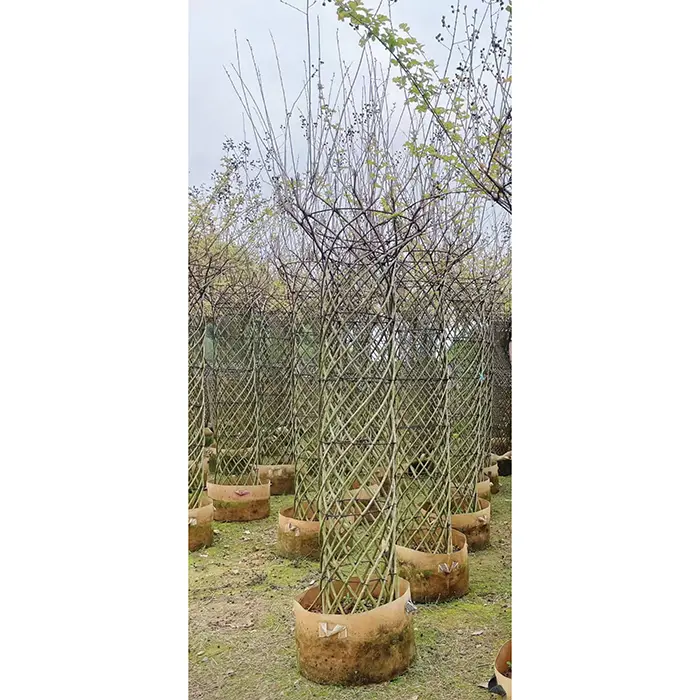 Spesimen Crape Myrtle Tree