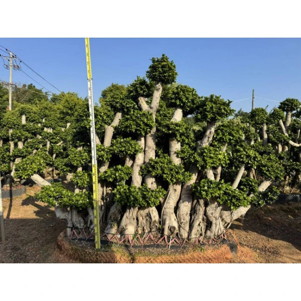 Spesimen Ficus microcarpa Tree