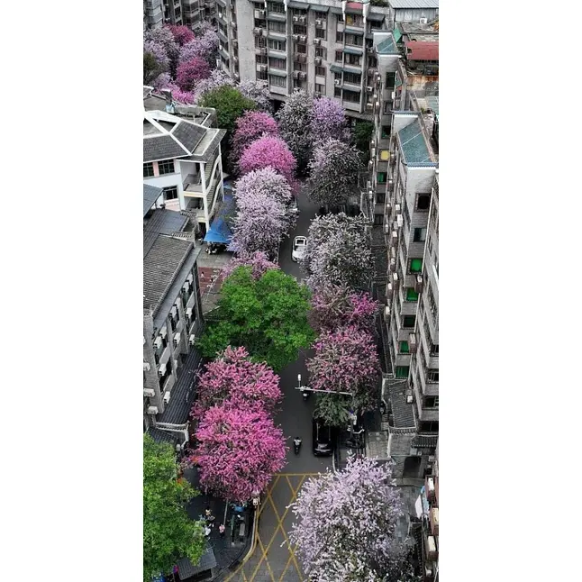 Spesimen Pohon Anggrek Pink